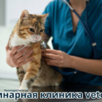 ветеринарная клиника vetcitypets